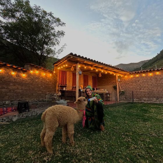 Alimentación de alpacas en la propiedad